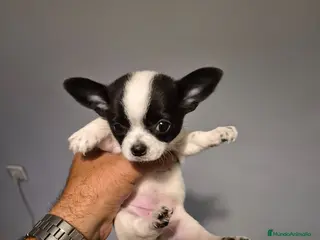 Chihuahua perros Impresionantes chihuahuas de una calidad maxima - Anuncio 3