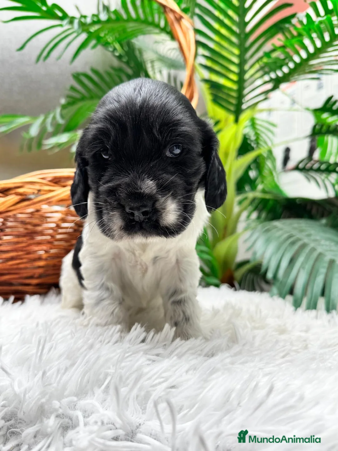 Cocker Spaniel Inglés perros en venta: COCKER SPANIEL INGLES - Anuncio 16