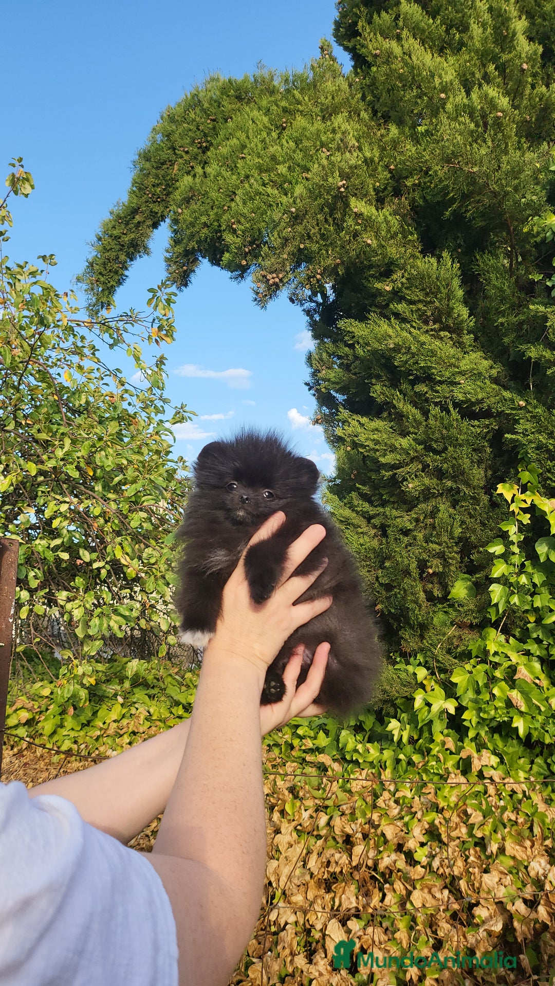 Pomerania perros en venta: Machito miniatura negro  - Imagen 2