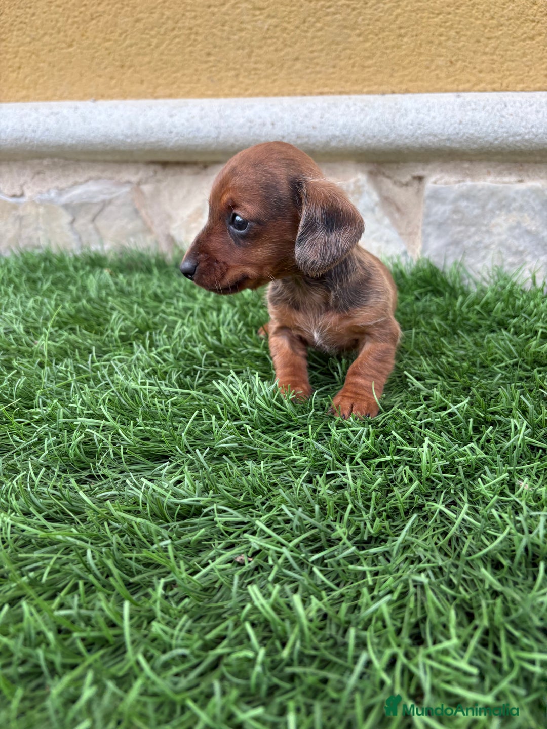 Teckel Miniatura perros en venta: Teckel Kaninchen macho Merle chocolate diluido  - Anuncio 12