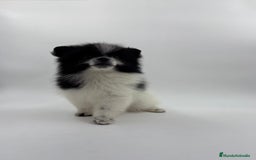 Pomerania perros en venta: Se vende Lulu de pomerania  - Imagen 7