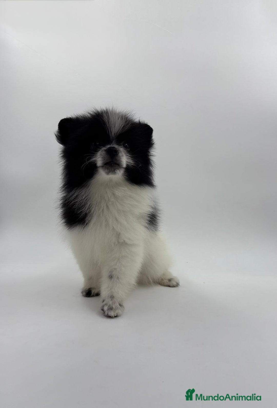Pomerania perros en venta: Se vende Lulu de pomerania  - Imagen 7