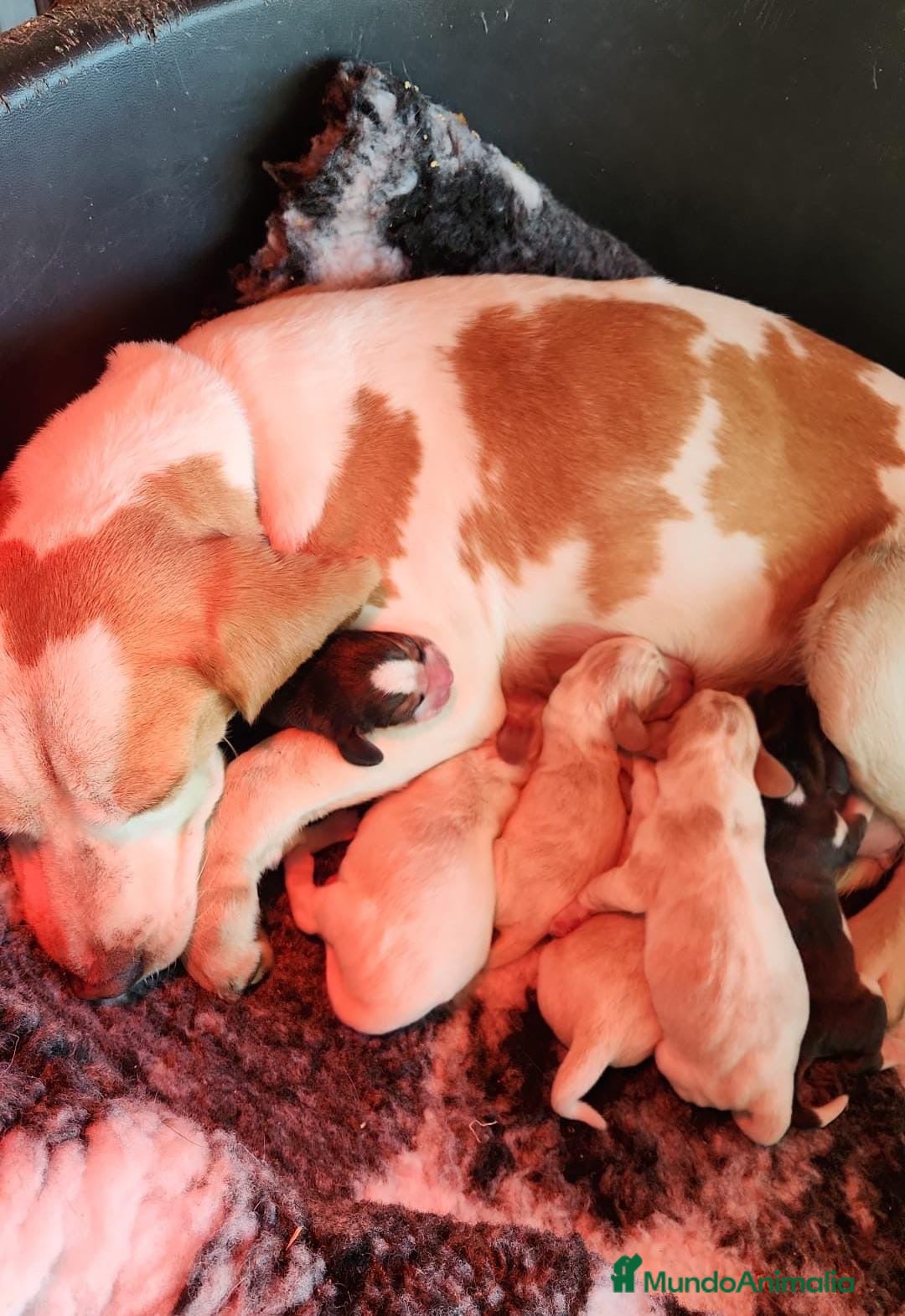 Beagle perros en venta: BEAGLE TRICOLOR DISPONIBLES - Imagen 7