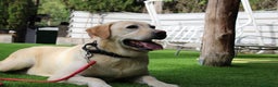 Labrador Retriever perros en venta: Cadells de LABRADOR RETRIEVER - Anuncio 1