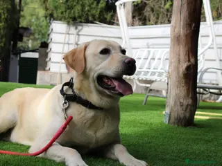Labrador Retriever perros Cadells de LABRADOR RETRIEVER - Anuncio 17