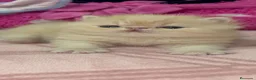 Persa gatos en venta: 💝 GATITOS PERSAS E HIMALAYOS ✨ - Anuncio 5