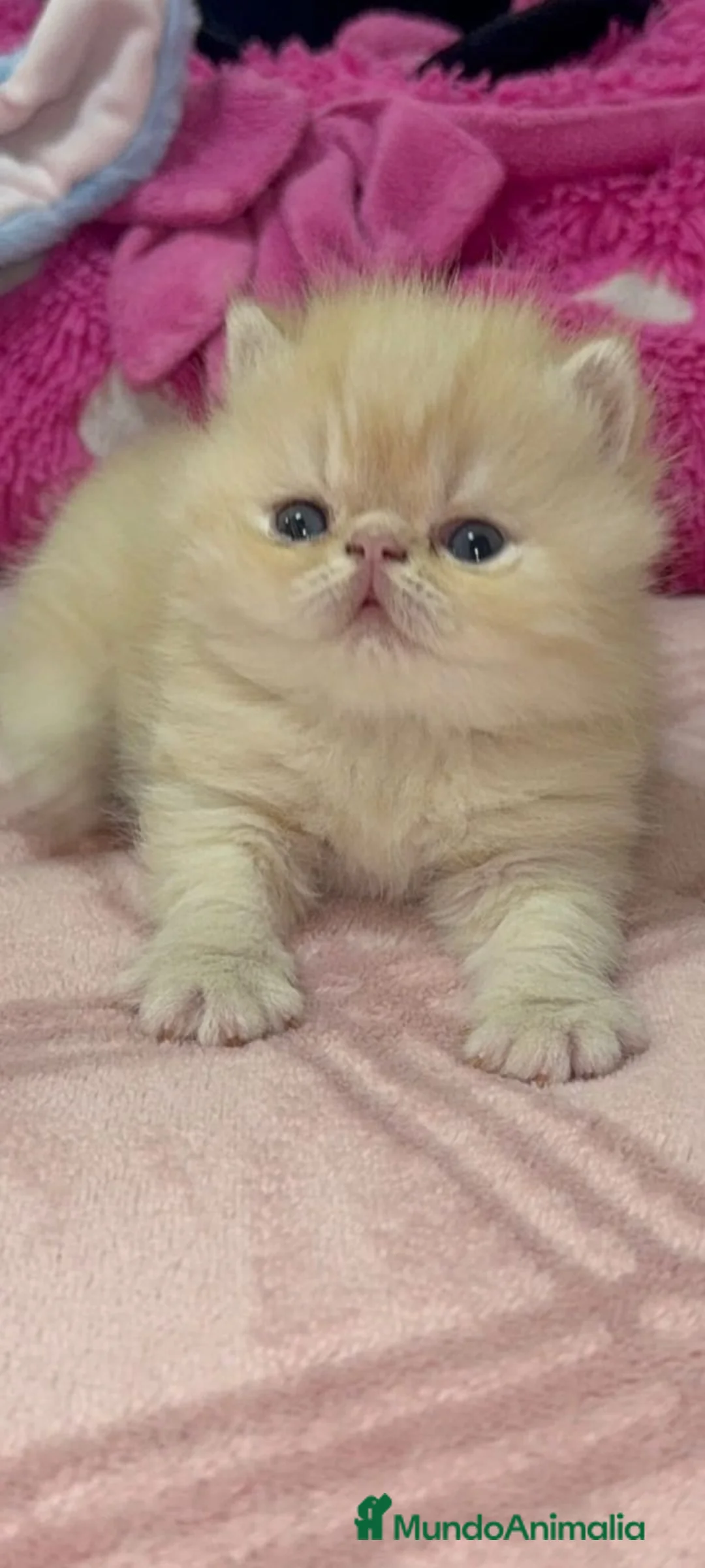 Persa gatos en venta: 💝 GATITOS PERSAS E HIMALAYOS ✨ - Anuncio 5