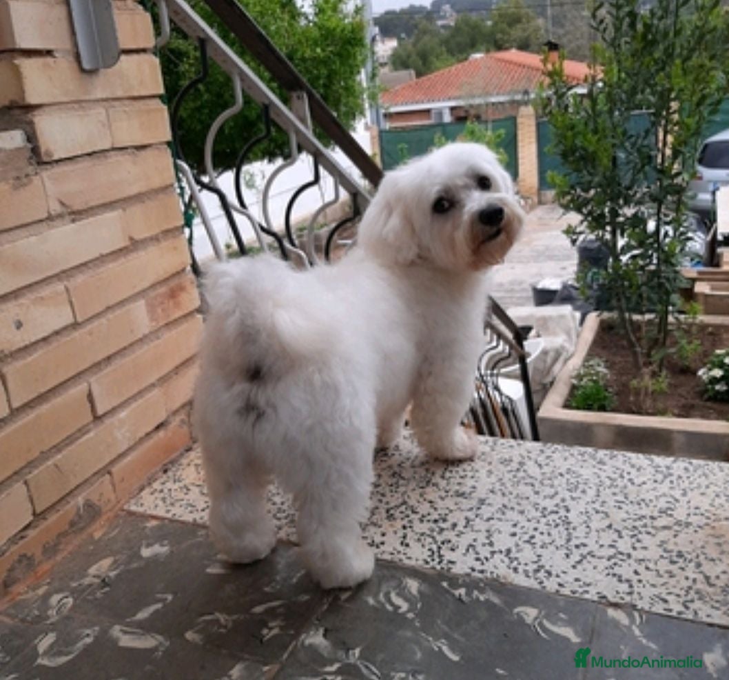 Bichón Maltés perros Cachorito de maltes de 3 meses - Anuncio 1