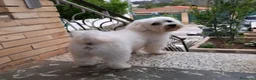 Bichón Maltés perros en venta: Cachorito de maltes de 3 meses - Anuncio 1