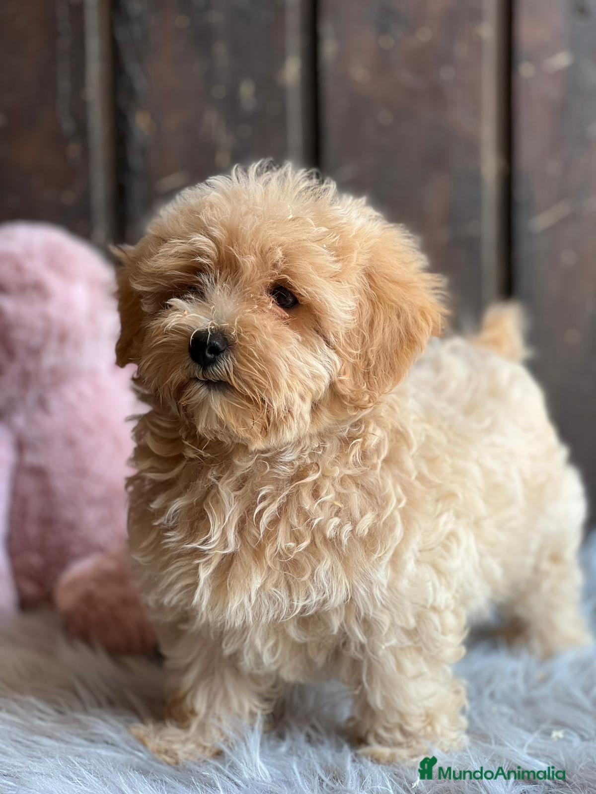 Maltipoo perros Maltipoo - Anuncio 6