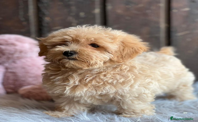 Maltipoo perros - Propaganda 3