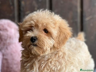 Maltipoo perros - Anuncio 11