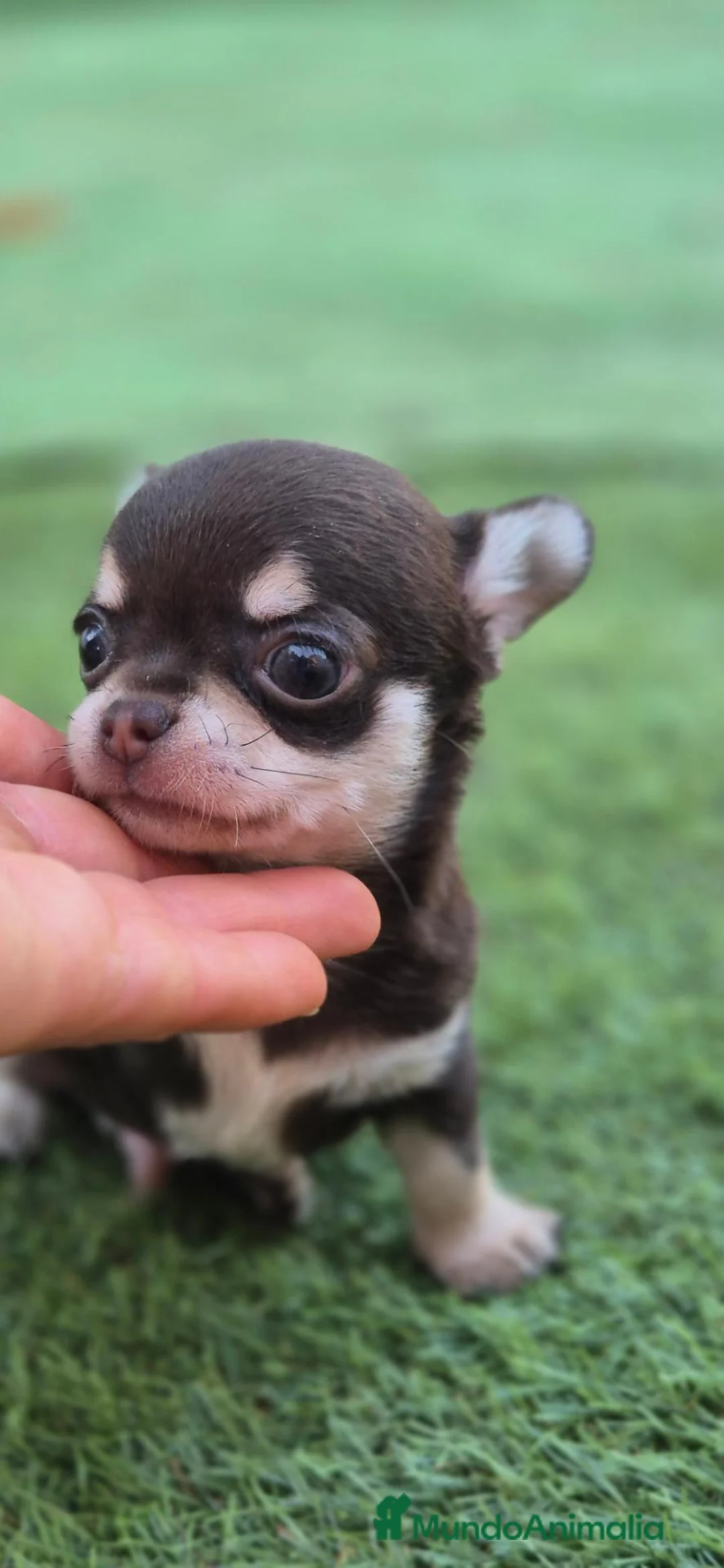 Chihuahua perros en venta: CHIHUAHUA CHOCOLATE 🍫  - Anuncio 2