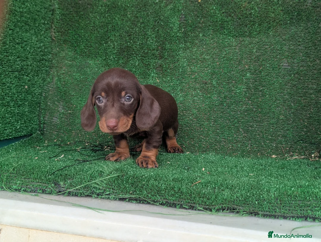 Teckel Miniatura perros en venta: Teckel miniatura  - Anuncio 8