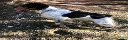 Épagneul Breton perros en venta: Epagneul bretón  - Anuncio 13