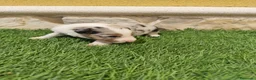 Border Collie perros en venta: Border Collie triblue choco - Anuncio 10