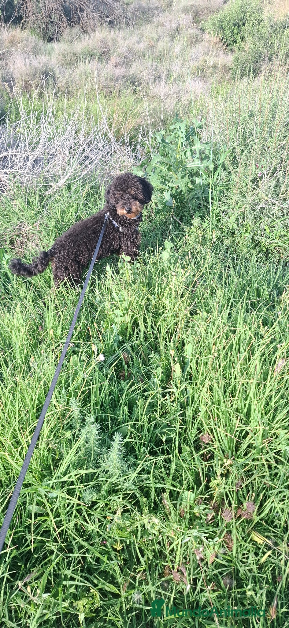 Caniche Enano perros Caniche enano macho - Anuncio 1