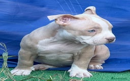 American Bully perros en venta: Americana Bully pocket ojos azules  - Imagen 3