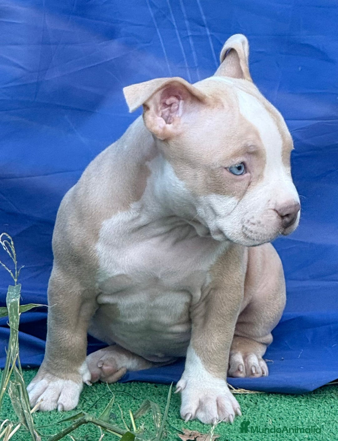 American Bully perros en venta: Americana Bully pocket ojos azules  - Imagen 3