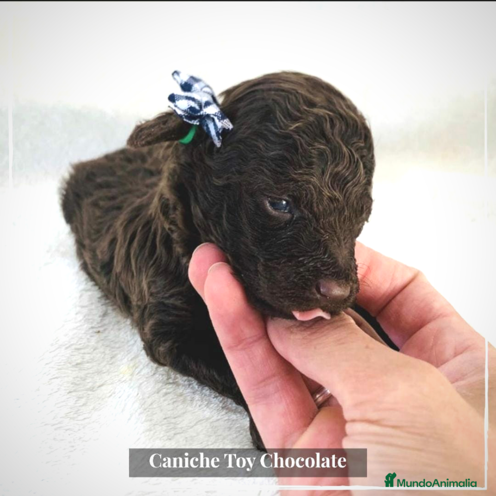 Caniche Toy perros Camada de Caniche Minitoy en Madrid - Anuncio 8