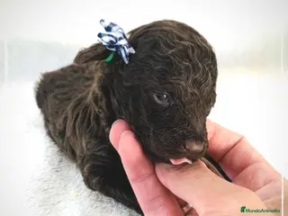 Caniche Toy perros Camada de Caniche Minitoy en Madrid - Anuncio 30