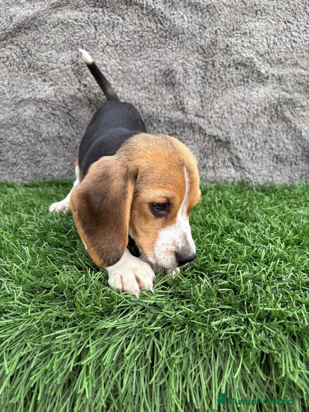 Beagle perros en venta: Precioso macho de Beagle  - Anuncio 17