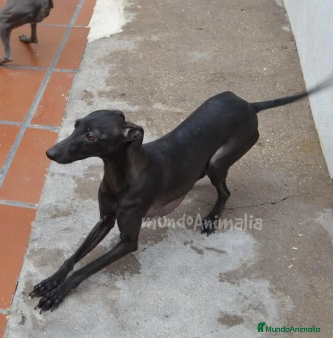 Imagen de galería {{count}}