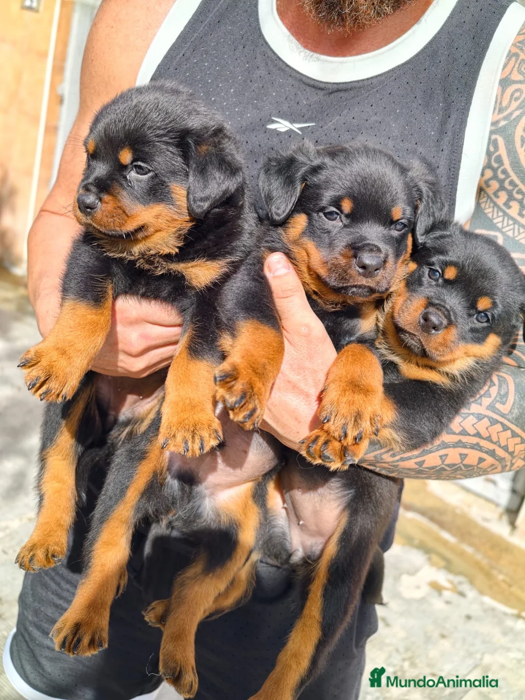 Rottweiler perros en venta: Rotwailler preciosos - Anuncio 3