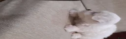Bichón Maltés perros en venta: PRECIOSOS CACHORRITO DE BICHON MALTES   - Anuncio 13