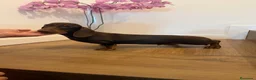 Teckel Miniatura perros en venta: Teckel mini  - Anuncio 2