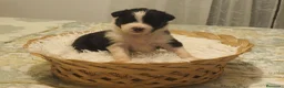 Pastor Australiano perros en venta: Excelente camada de Pastor Australiano  - Anuncio 16