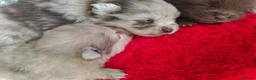 Raza Mixta perros en venta: Spitz pequeño ( pomerania) - Anuncio 6