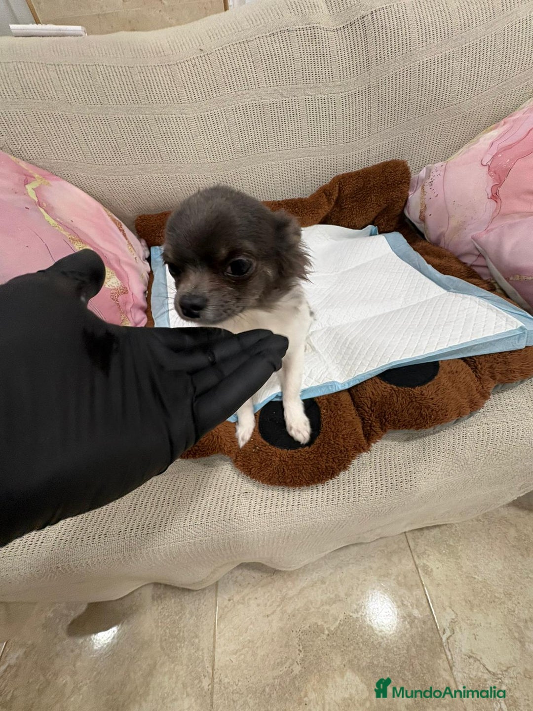 Chihuahua perros en venta: Oportunidad Chihuahua macho  - Anuncio 5