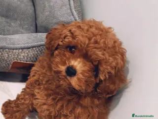 Caniche Toy perros Caniche toy - Anuncio 2