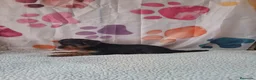 Yorkshire Terrier perros en venta: Yorkshire terrier  - Anuncio 2