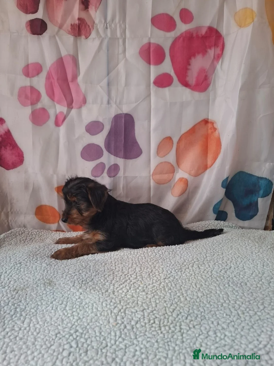 Yorkshire Terrier perros en venta: Yorkshire terrier  - Anuncio 2