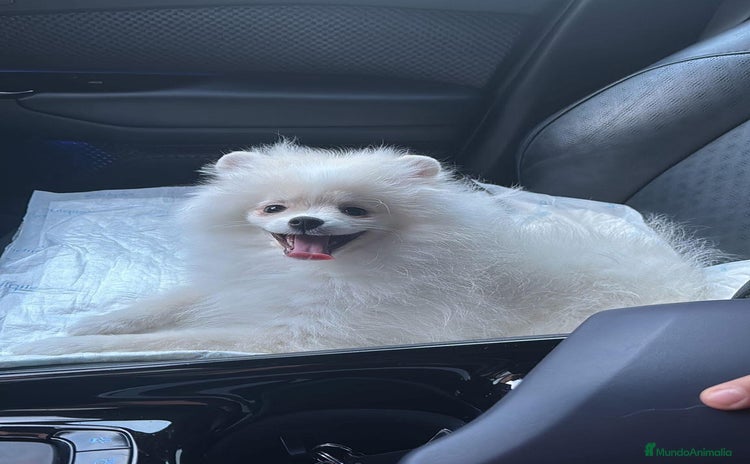 Pomerania perros - Anuncio 1