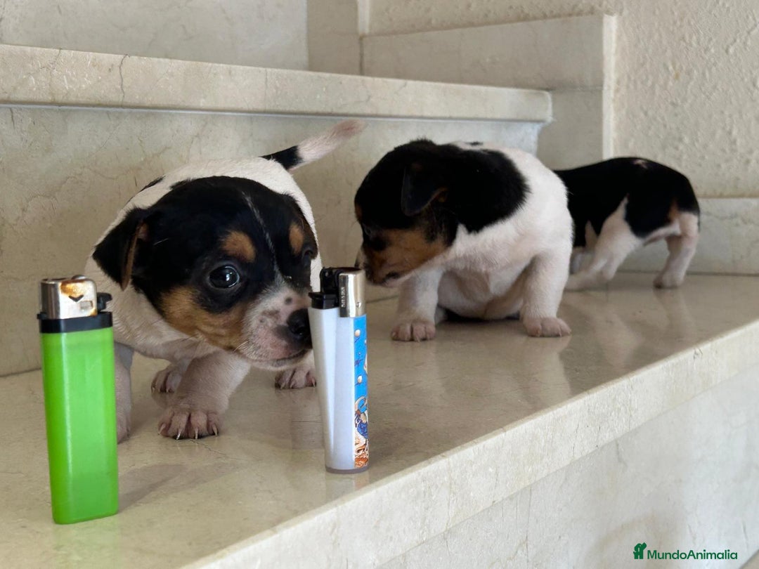 Jack Russell Terrier perros en venta: Jack Russell Terrier  - Anuncio 1