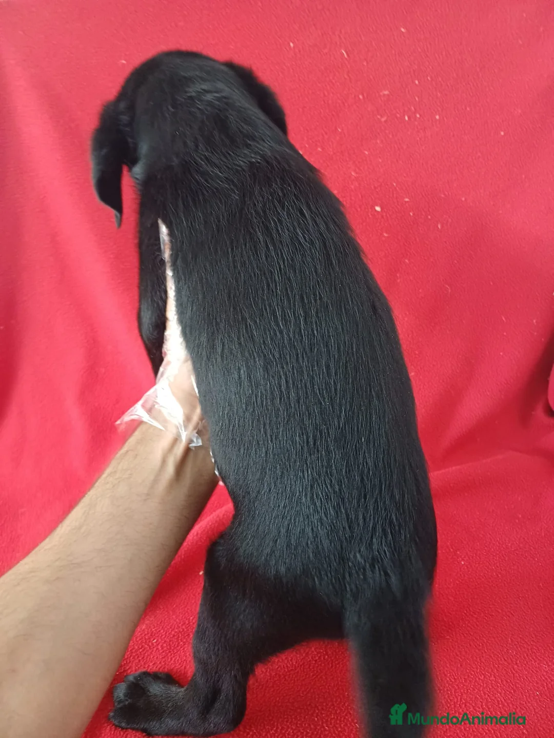 Labrador Retriever perros en venta: Labrador Retriever Negro  - Anuncio 4