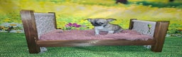 Chihuahua perros en venta: Última Chihuahua hembra  - Anuncio 2