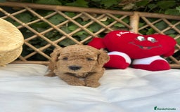 Raza Mixta perros en venta: caniche apricot  - Imagen 1