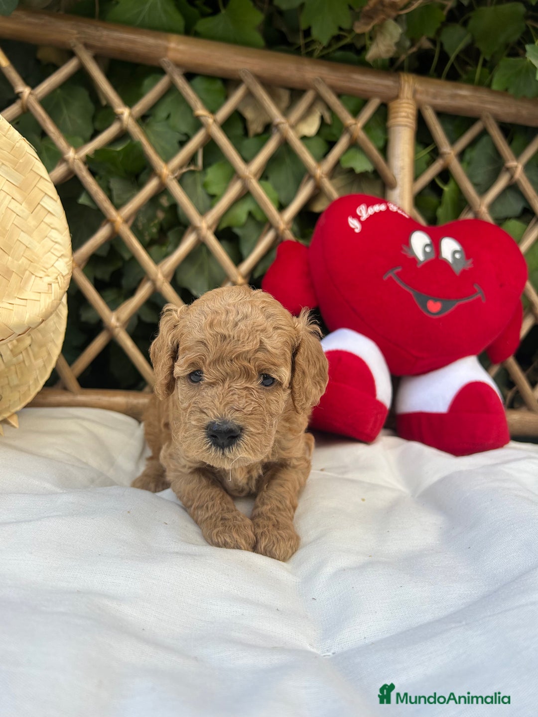 Raza Mixta perros en venta: caniche apricot  - Imagen 1