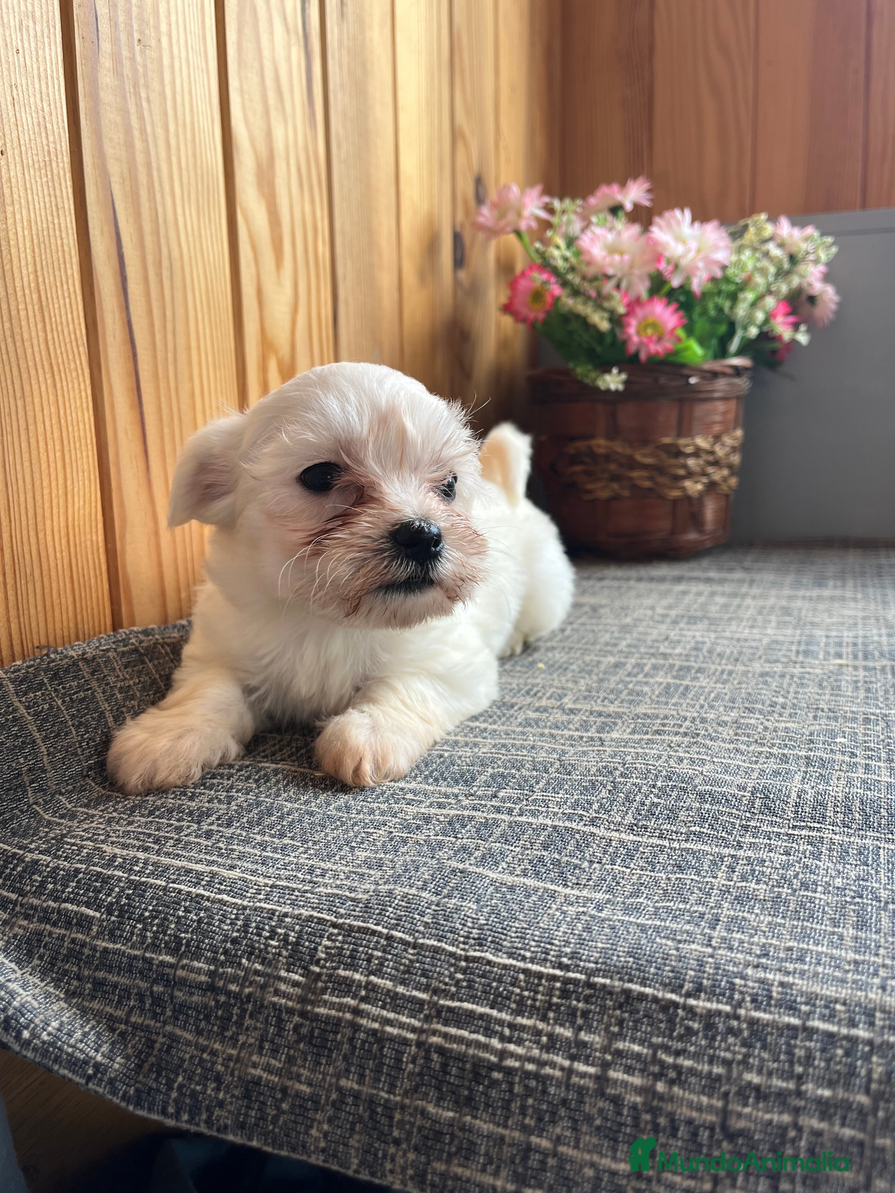 Bichón Maltés perros 🐾Cachorritos Hermosos de Bichon Maltés🐶 - Anuncio 2
