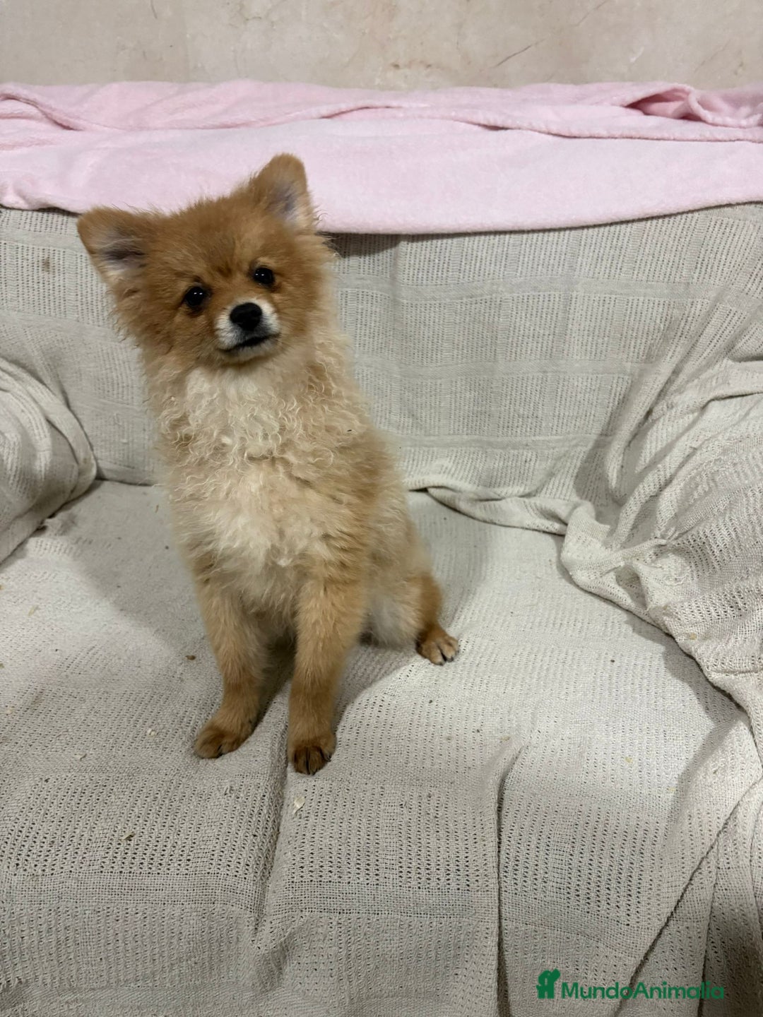 Pomerania perros en venta: Pomeranias machos 6 meses - Anuncio 5