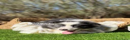Border Collie perros en venta: BORDER COLLIE HEMBRA - Anuncio 3