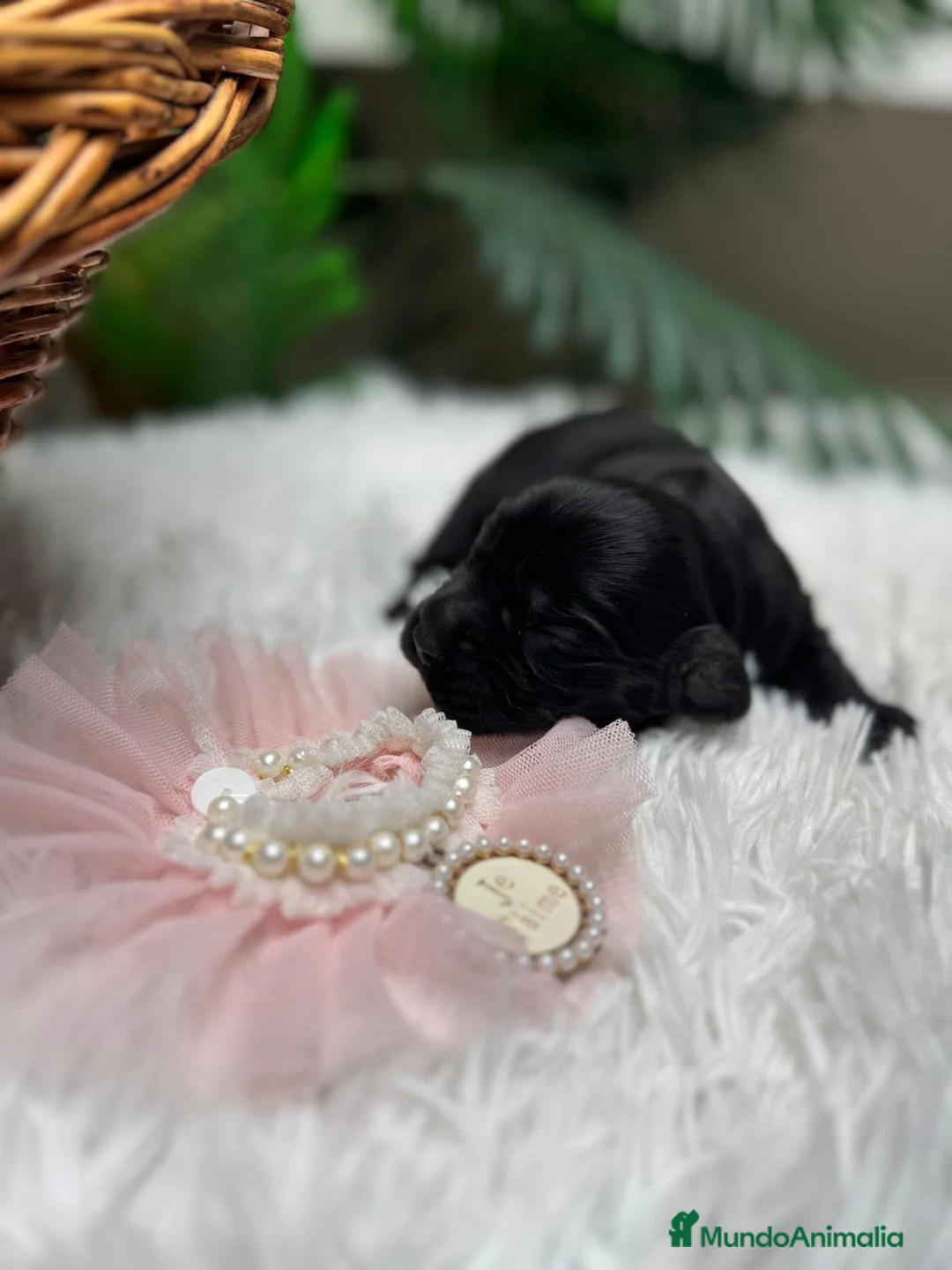 Cocker Spaniel Inglés perros en venta: COCKER SPANIEL INGLES - Anuncio 11