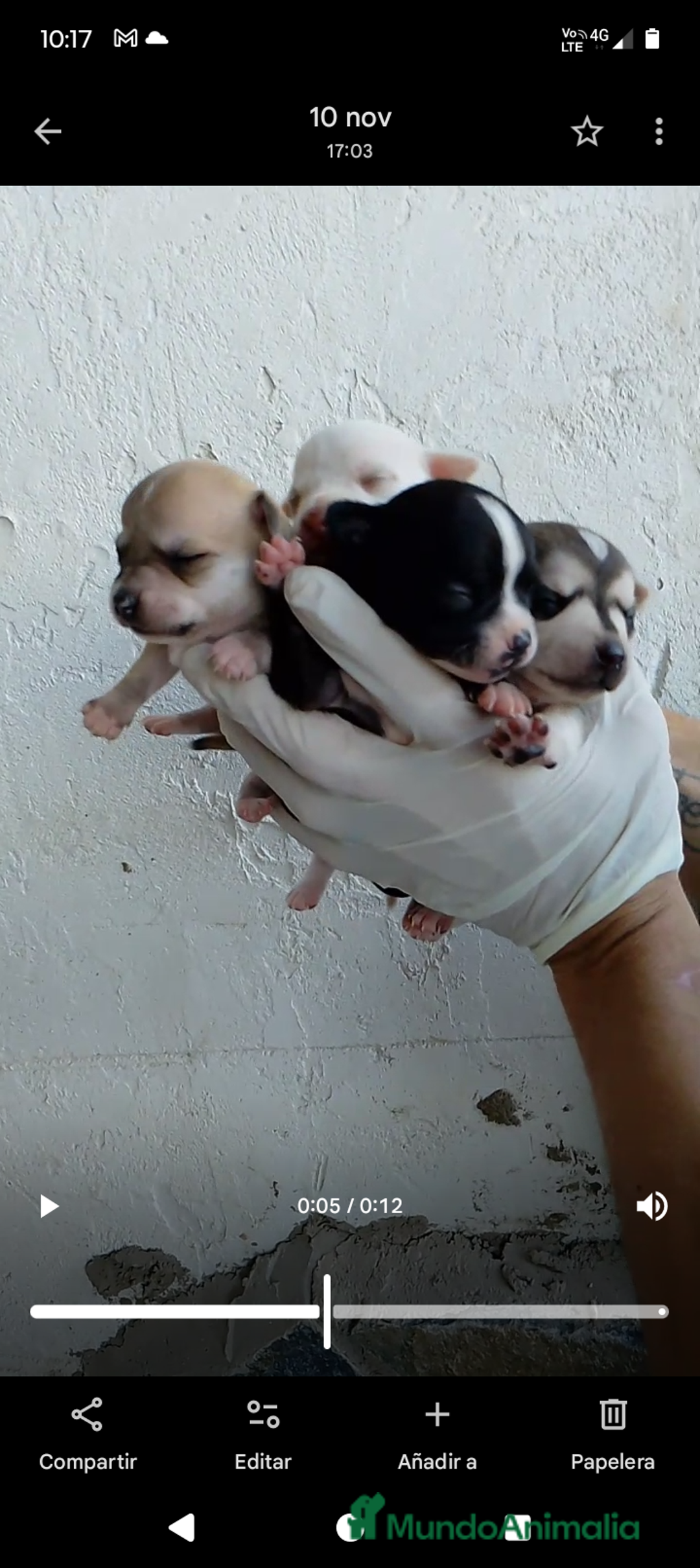 Chihuahua perros en venta: Chihuahua minis  - Anuncio 1