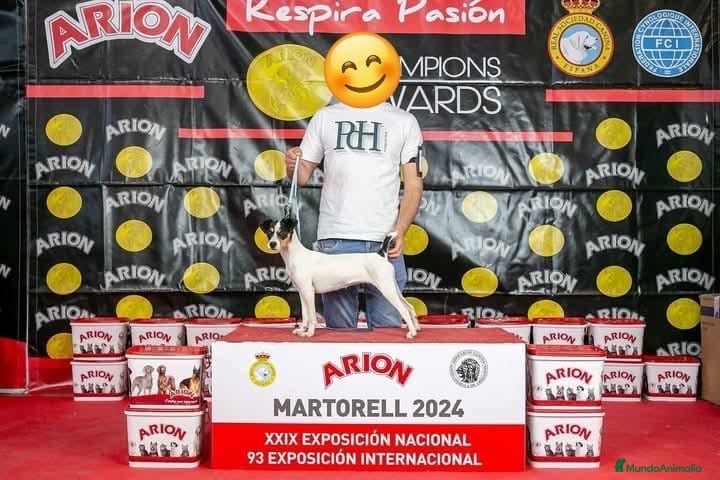Ratonero Bodeguero Andaluz perros Macho ratonero bodeguero  - Anuncio 1