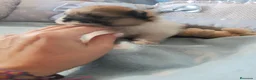 Pomerania perros en venta: Pomerania ositas hembras toy  - Anuncio 4