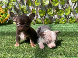 Chihuahua perros en Almería - Anuncio 39